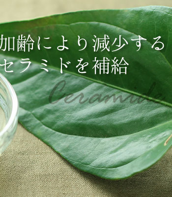セラミド