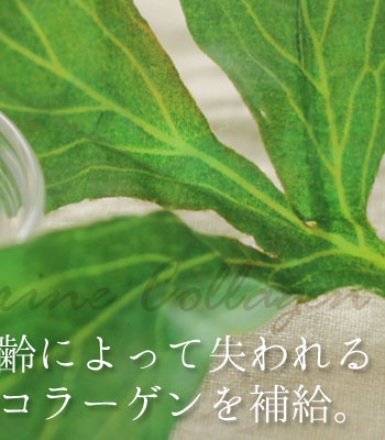 海藻コラーゲン