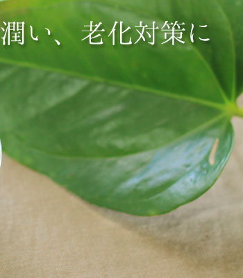植物性トリペプチド