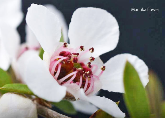 マヌカハニーの採れるマヌカの花