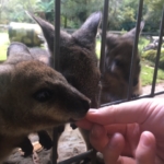 お気に入りの動物園