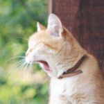 がんばらない。焦るときほど、リラックス♪