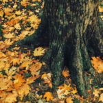 もうがんばらない。ソフトに粘り強く生きる。