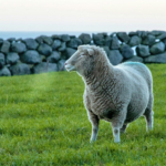 悪い流れを変える合言葉。