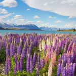 感謝のギフト 「テカポ湖のルピナスの香りを届けます。」